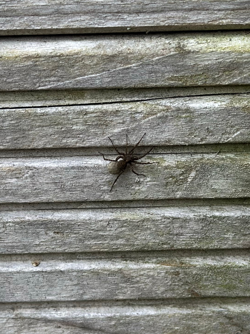 Eine Listspinne sitzt auf einer hölzernen Wand und transportiert ihren runden Eikokon in den Cheliceren. Das Tier ist gut erkennbar und zeigt das typische Br...