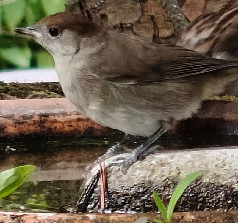 Das Foto zeigt eine weibliche Mönchsgrasmücke mit charakteristischer brauner Kappe, die auf einem moosigen Stein sitzt. Der Vogel ist seitlich abgebildet.