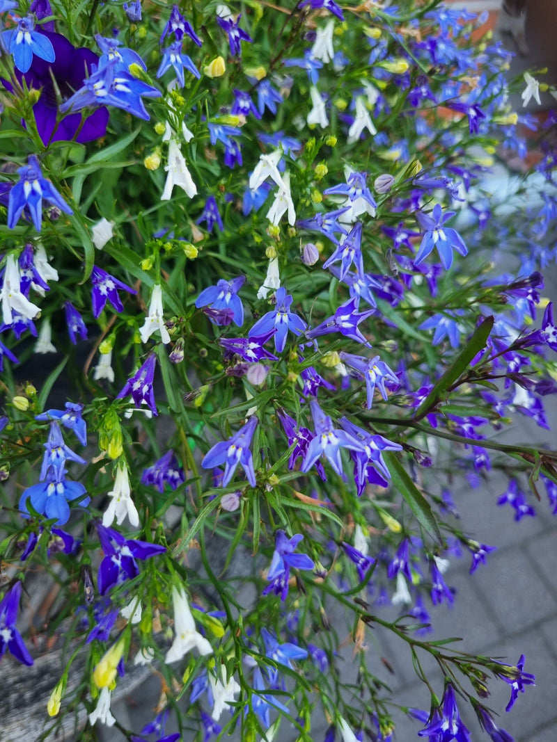 Das Bild zeigt eine dichte Fülle von blau-violetten und weißen Blüten des Männertreus, umgeben von grünen Blättern und Stängeln. Die typisch geformten Blüten...