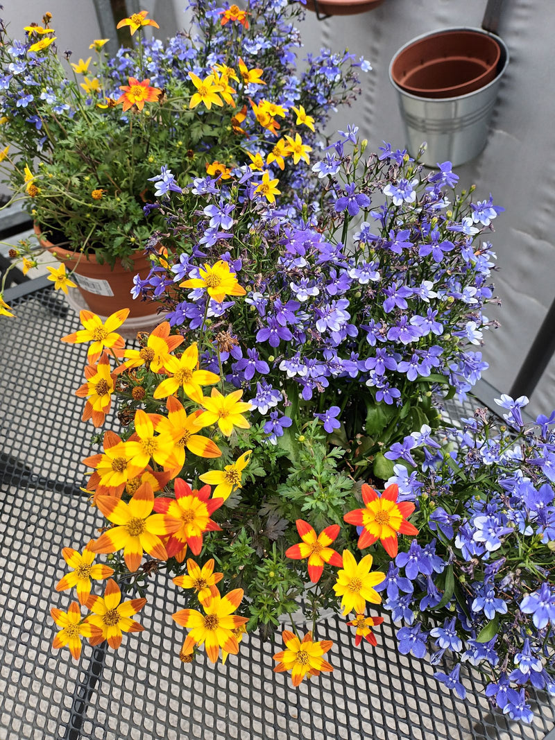 Zu sehen sind blau-violette Blueten von Maennertreu in Bluetentoepfen zusammen mit gelben Begleitblueten auf einem Balkon.