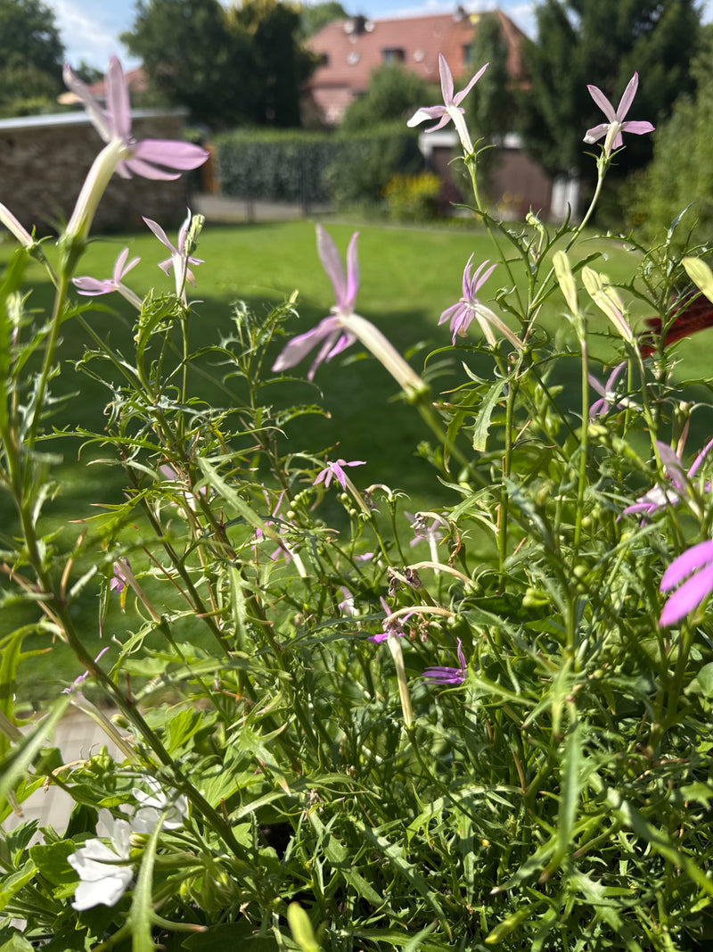 Zu sehen sind zarte, hellviolette Blüten und grüne Blätter von Männertreu in einem Garten. Die Pflanze wächst in einer leicht erhöhten Perspektive vor einer ...