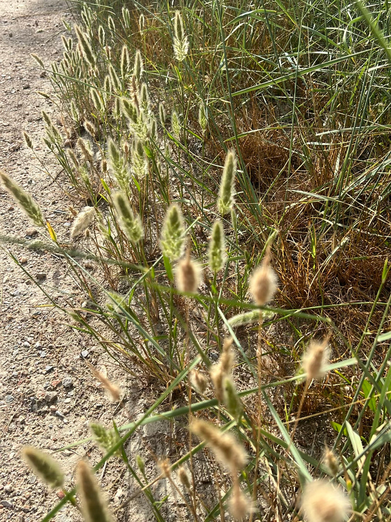 Auf dem Foto ist Mäuse-Gerste am Wegesrand zu sehen. Die charakteristischen Ähren wachsen an einem sandigen Weg.