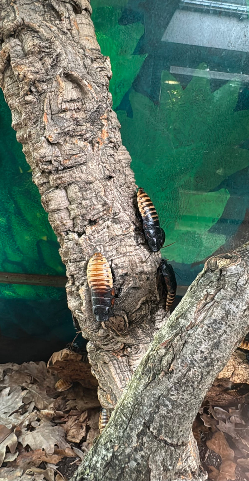 Auf dem Bild sind mehrere Madagaskarschaben zu sehen, die auf einem vertikalen Stück Baumrinde in einem Terrarium sitzen.
