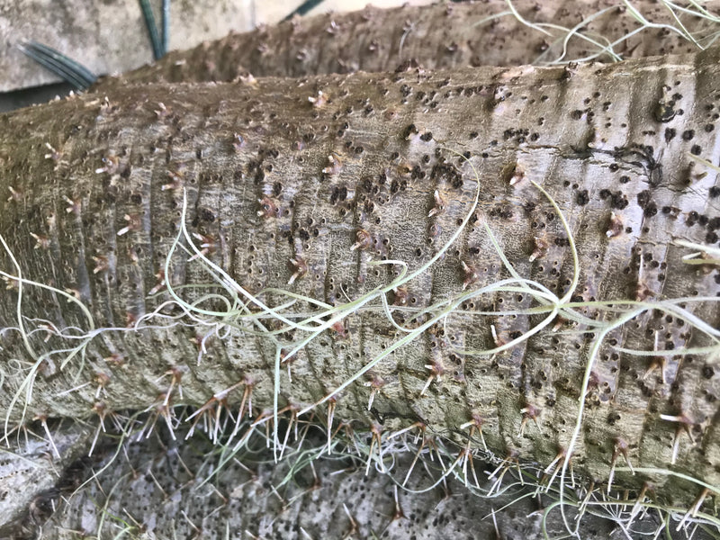 Madagaskarpalme — Bild 1 von 7