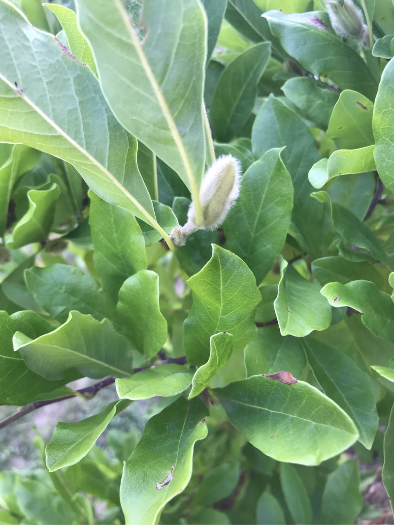 Magnolie — Bild 5
