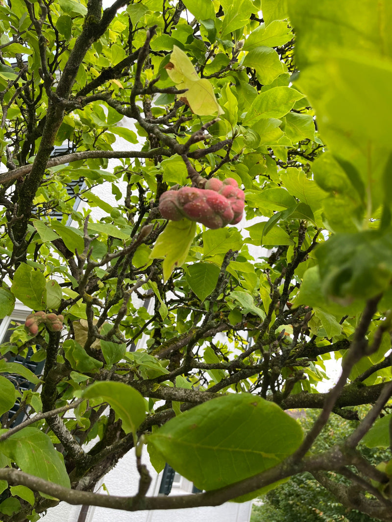 Magnolie — Bild 2