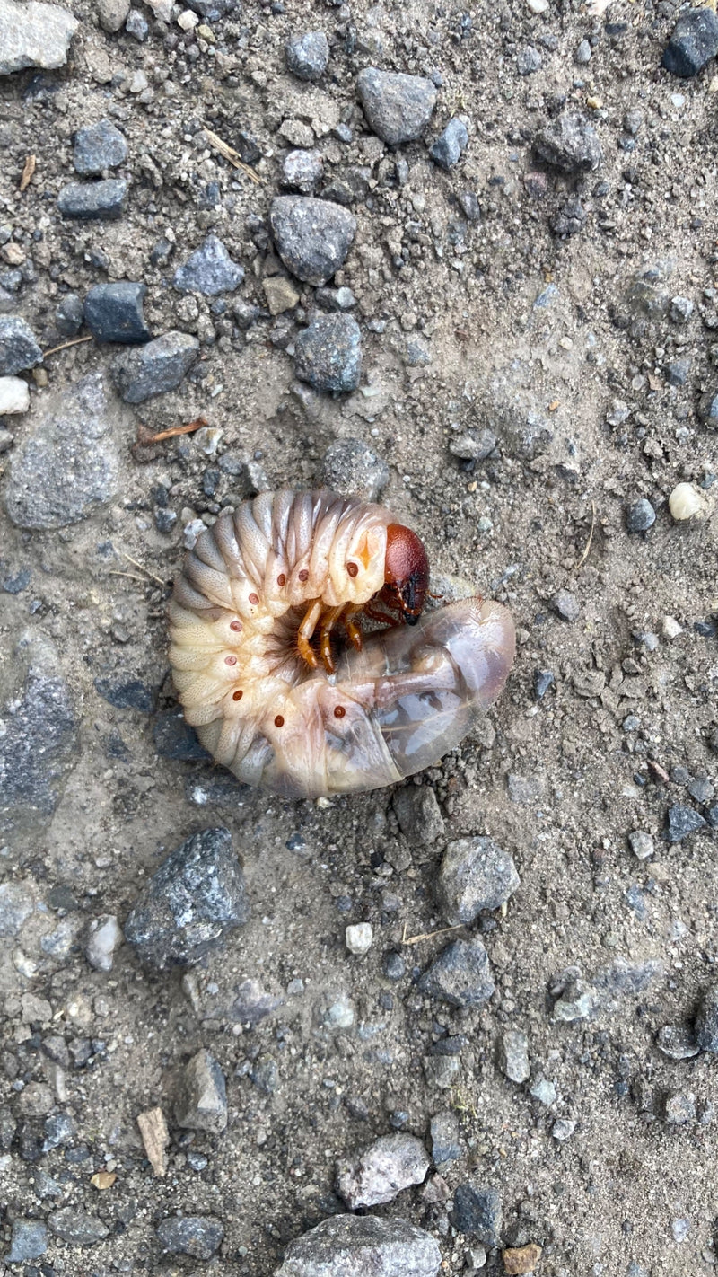 Ein weißlich-grauer Engerling liegt in C-förmiger Haltung auf sandigem, kiesigem Boden.