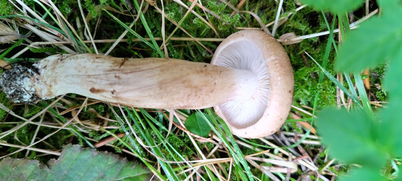 Ein Maipilz liegt auf der Seite im Gras und Moos. Die weißen, eng stehenden Lamellen und der kräftige Stiel sind gut zu erkennen.