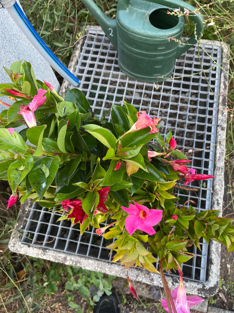 Eine blühende Dipladenia mit rosa Blüten und glänzenden Blättern steht auf einem Metallgitterrost neben einer grünen Gießkanne.