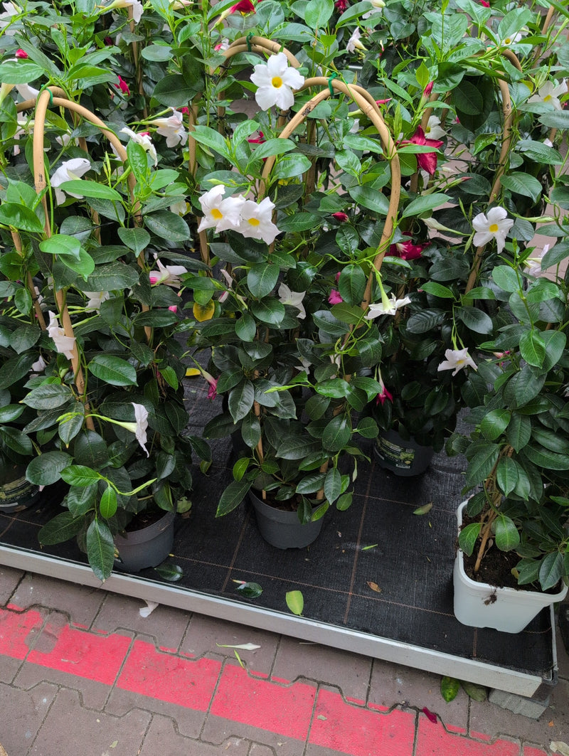 Mehrere Mandevilla-Pflanzen in Töpfen mit Rankhilfen stehen auf einem Verkaufsregal. Sie zeigen glänzende grüne Blätter und auffällige weiße Blüten.