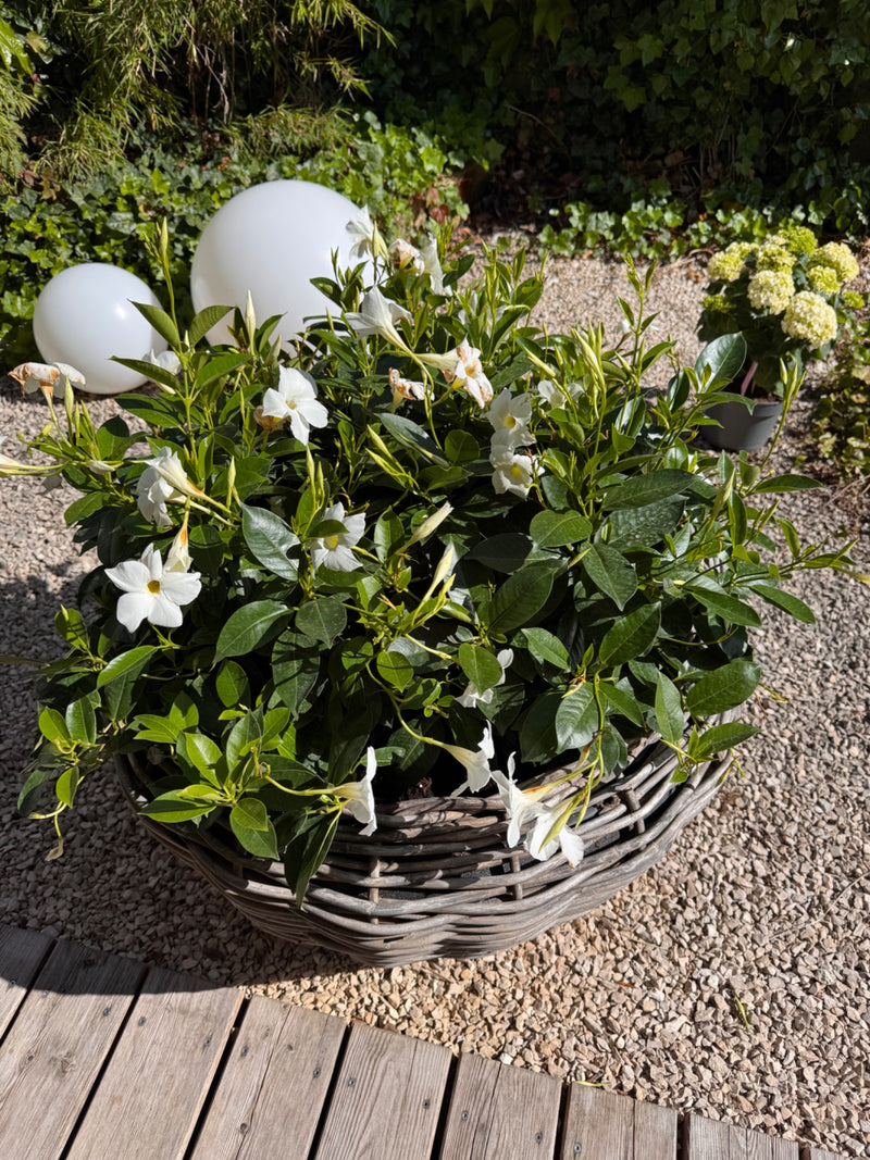 Zu sehen ist eine prachtvolle Mandevilla mit vielen weißen Blüten und sattgrünen Blättern in einem geflochtenen Korb. Die Pflanze steht im Freien auf hellem ...