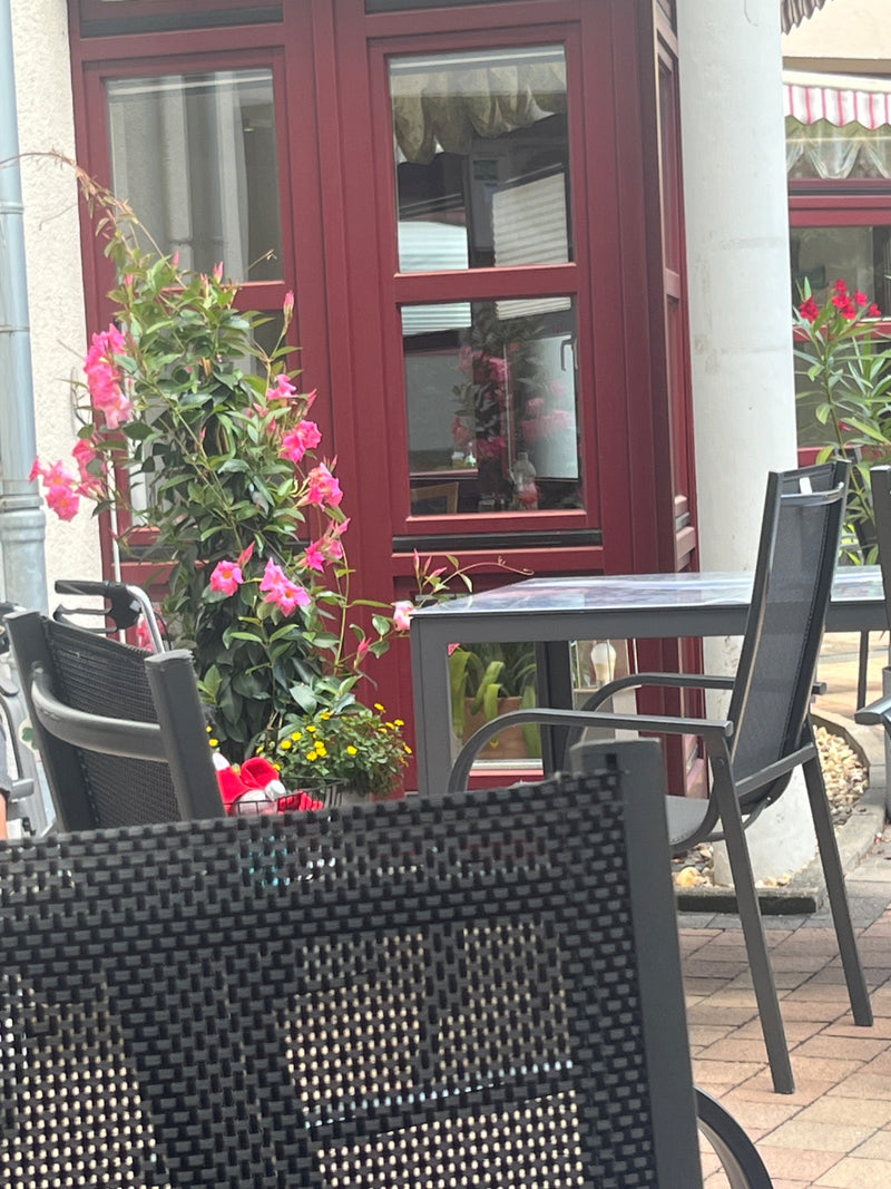 Zu sehen ist eine Mandevilla sanderi mit leuchtend rosa Blüten, die in einem Topf vor einer roten Hauswand steht.