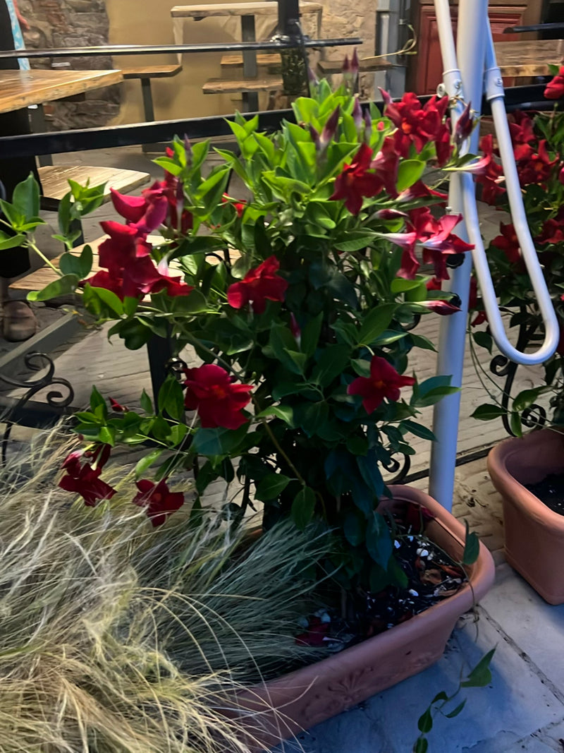 Zu sehen ist eine Mandevilla mit kräftig roten Blüten und grünem Laub in einem Pflanzkübel. Die Pflanze steht auf einer Terrasse.