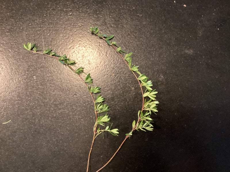 Manuka (Südseemyrte) — Bild 4 von 12