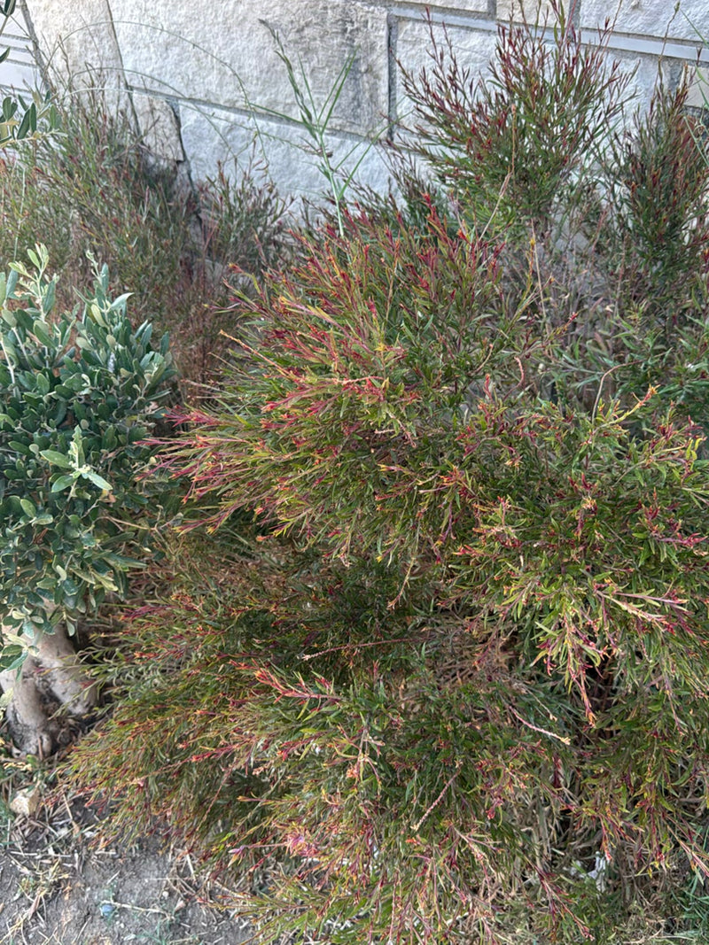 Manuka (Südseemyrte) — Bild 2 von 12