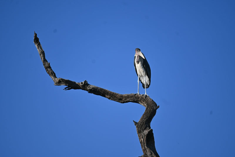 Ein Marabu sitzt aufrecht auf einem abgestorbenen Ast vor klarem blauen Himmel.