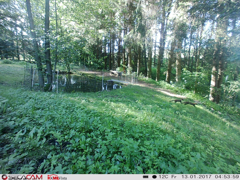Marder (Gattung Martes) — Bild 1 von 1