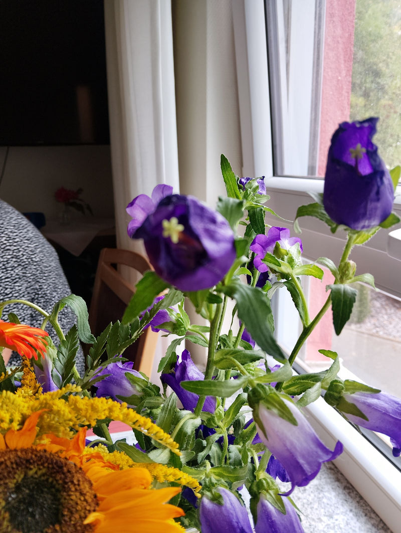 Marienglockenblume — Bild 1 von 1