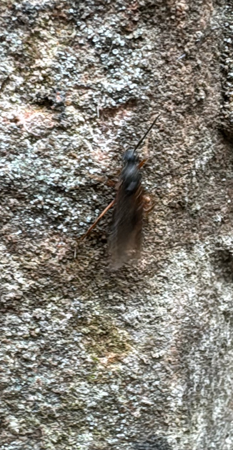 Eine schwarze Märzfliege sitzt auf einer rauen, strukturierten Steinwand. Das Inekt verharrt ruhig in dieser Position.