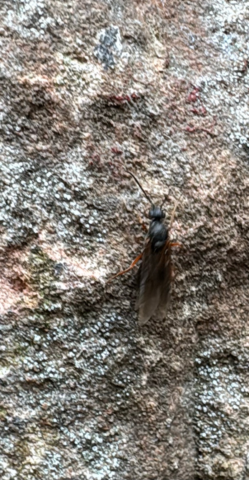 Eine schwarze Märzfliege sitzt auf einer strukturierten Steinoberfläche. Ihre typischen Merkmale wie der dunkle Körper und die Beine sind gut zu erkennen.