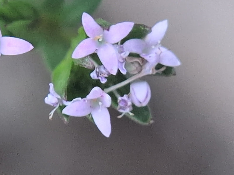 Mauer-Labkraut — Bild 3 von 5