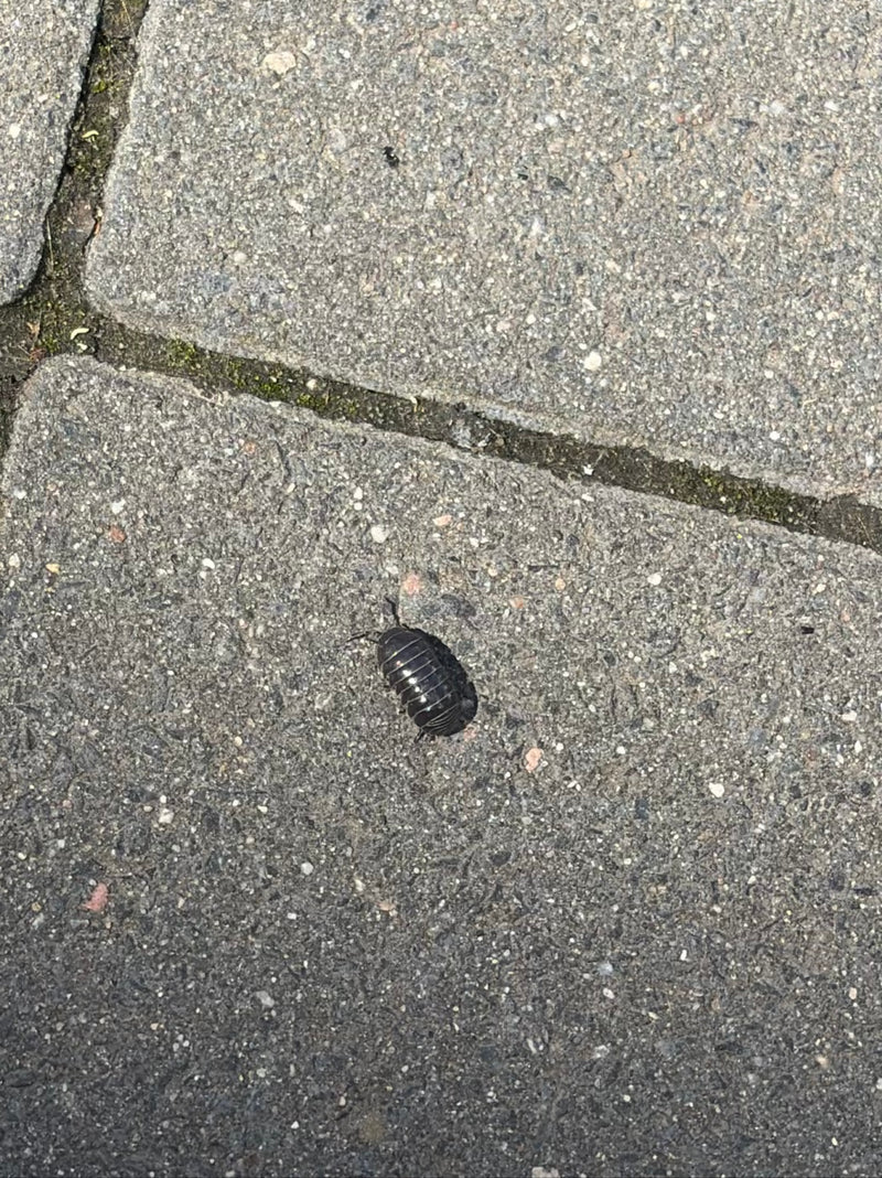 Eine Mauerassel krabbelt über graue Steinplatten. Das ovale, segmentierte Tier ist gut zu erkennen.