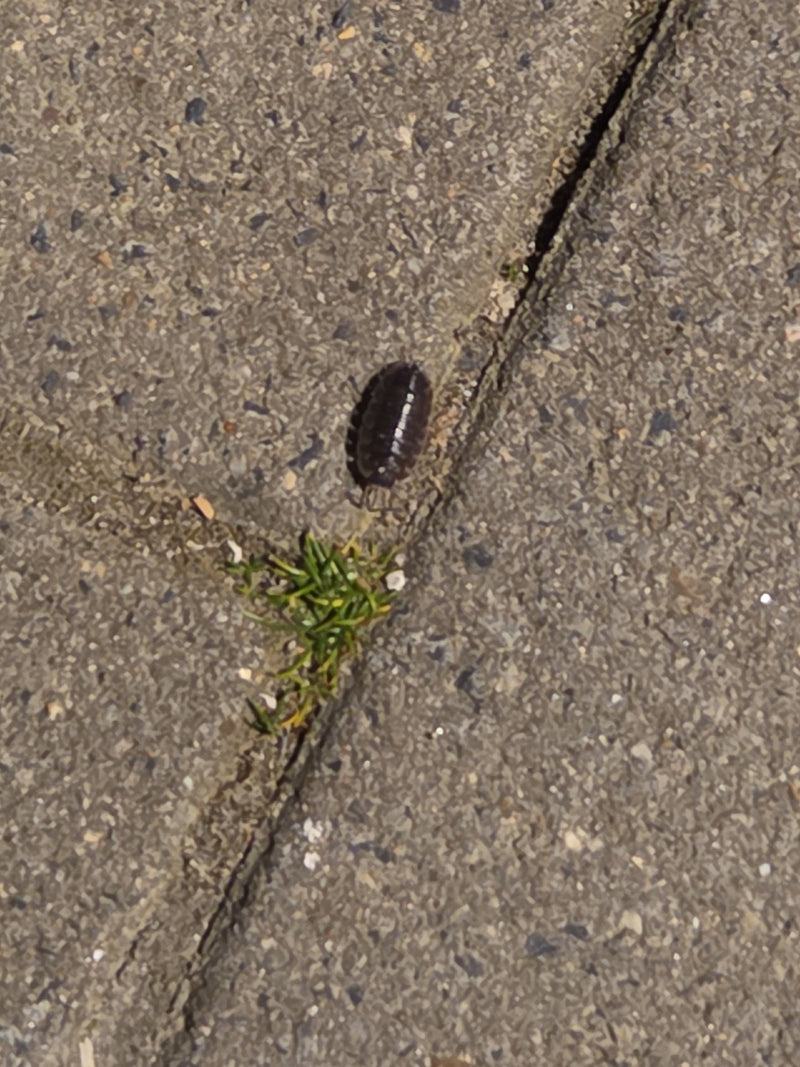 Eine Mauerassel krabbelt auf einem grauen Steinboden in der Nähe einer kleinen Pflanze.