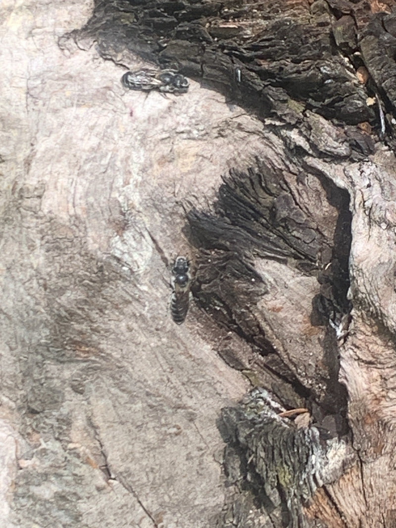 Mauerbienen — Bild 1 von 2