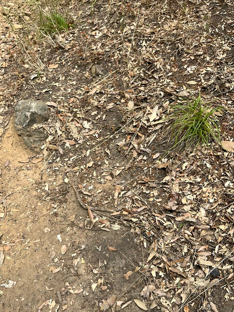 Auf dem Waldboden mit trockenem Laub und kleinen Grasbüscheln sitzt eine Mauereidechse. Das Tier ist sehr klein und tarnt sich gut in der Umgebung.