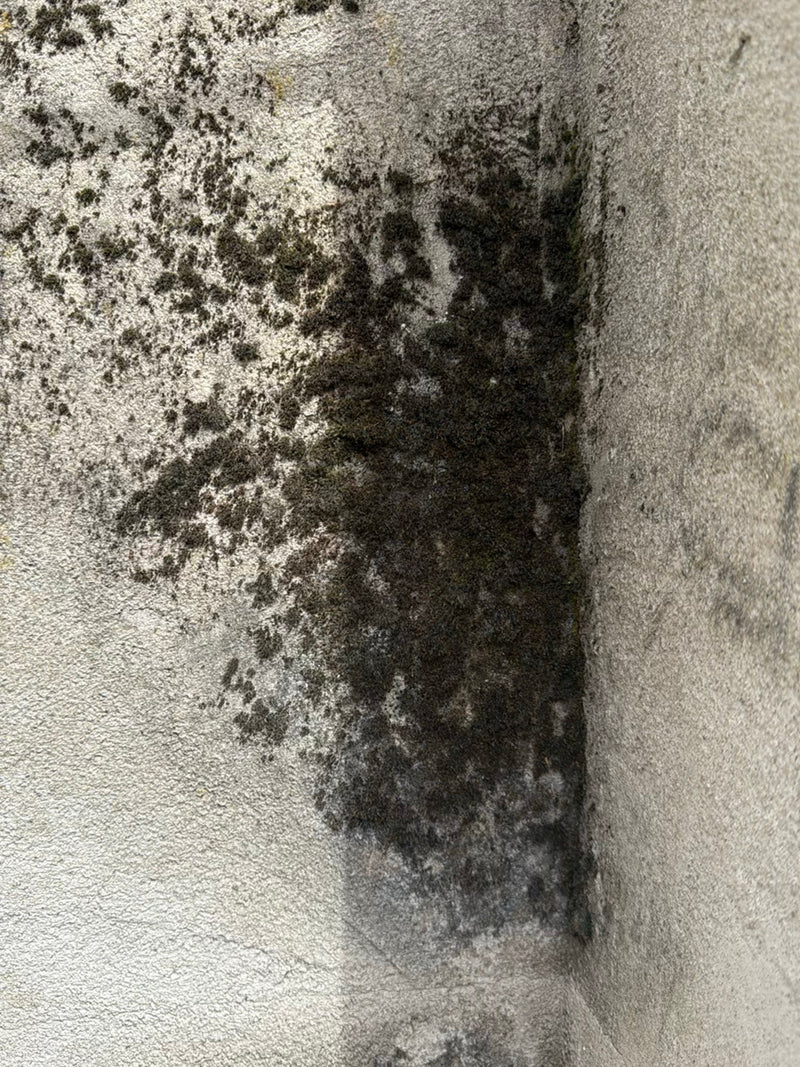 Mauermoos — Bild 2 von 10