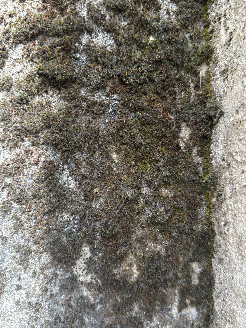 Mauermoos — Bild 1 von 10