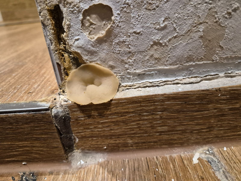 Mauerschwammerl — Bild 1