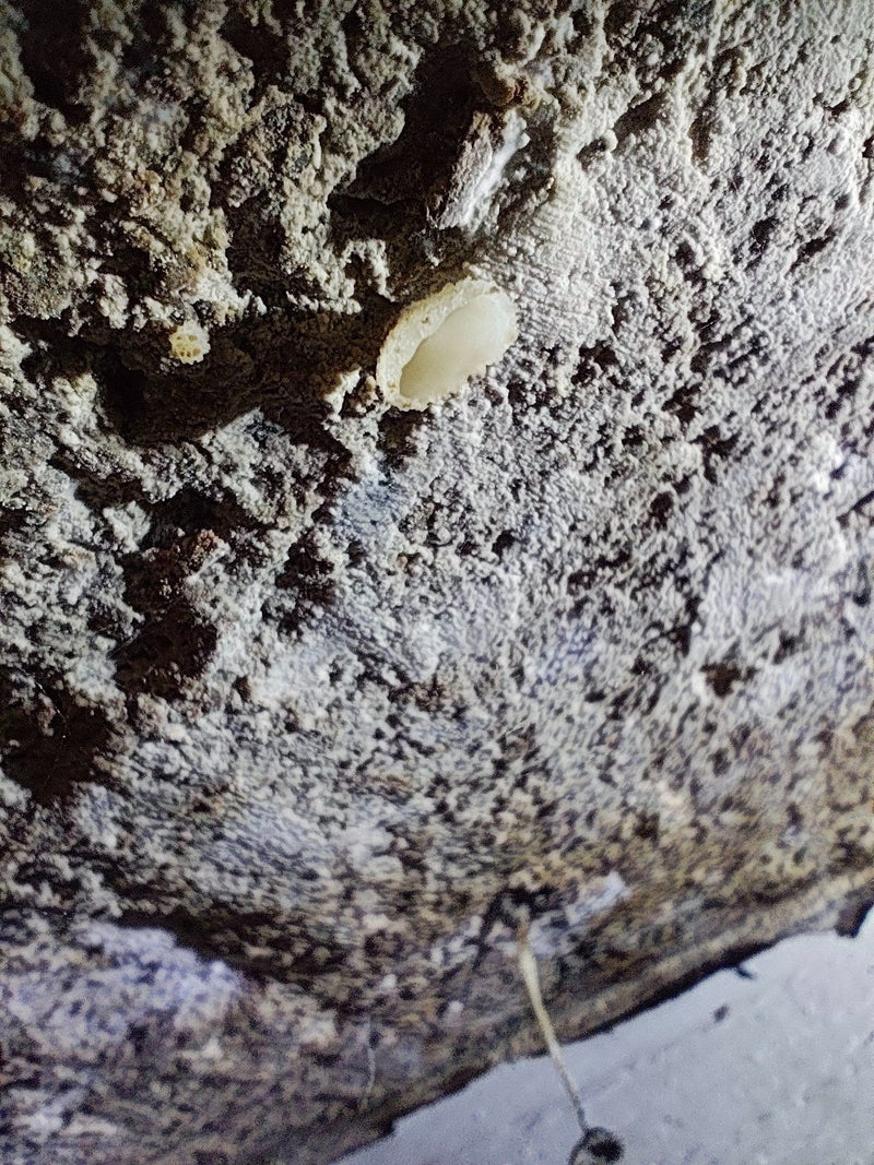 Ein schalenförmiger Fruchtkörper des Mauerschwammerls wächst auf einer rauen, mineralischen Wand.