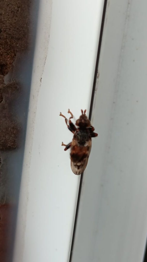 Eine Mauerseglerlausfliege sitzt auf einer hellen Oberfläche, vermutlich einem Fensterrahmen. Gut zu erkennen sind der flache Körper und die kräftigen Beine.