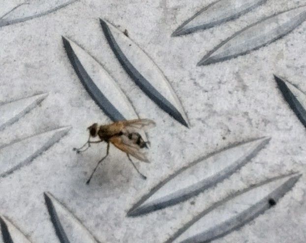 Eine Mauerseglerlausfliege sitzt auf einem strukturierten Metalluntergrund. Das Insekt ist gut erkennbar und zeigt seine charakteristischen Flügel und Beine.