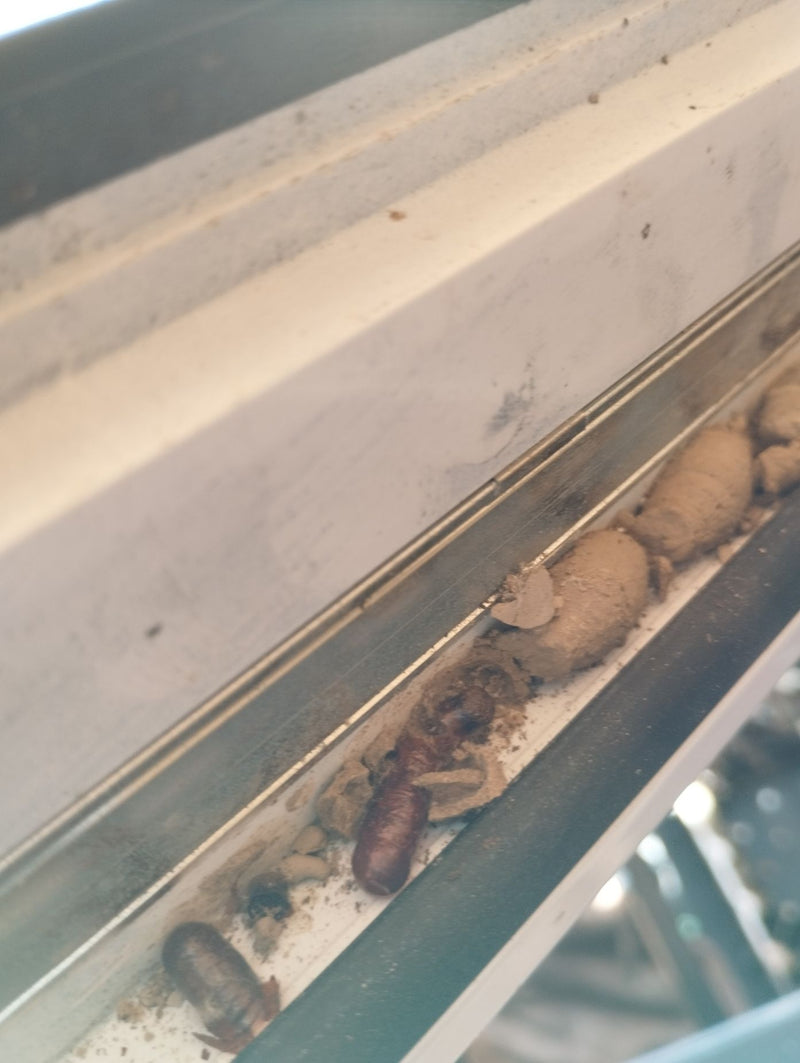 Zu sehen sind charakteristische Lehmnester sowie Puppen einer Mauerwespe in der Führungsschiene eines Fensters. Die tonartigen Brutkammern wurden von dem Ins...