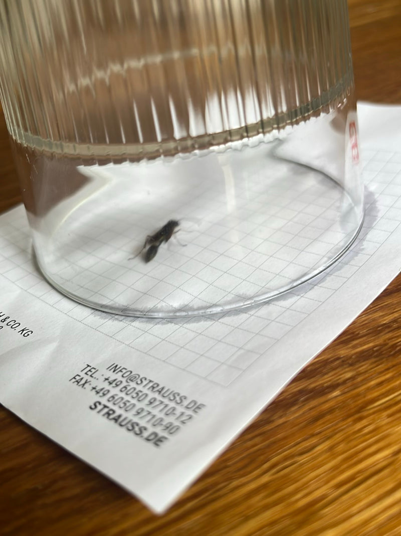 Auf dem Bild ist eine Mauerwespe zu sehen, die sich unter einem umgestülpten Glas auf kariertem Papier befindet. Das Insekt ruht auf der Unterlage.