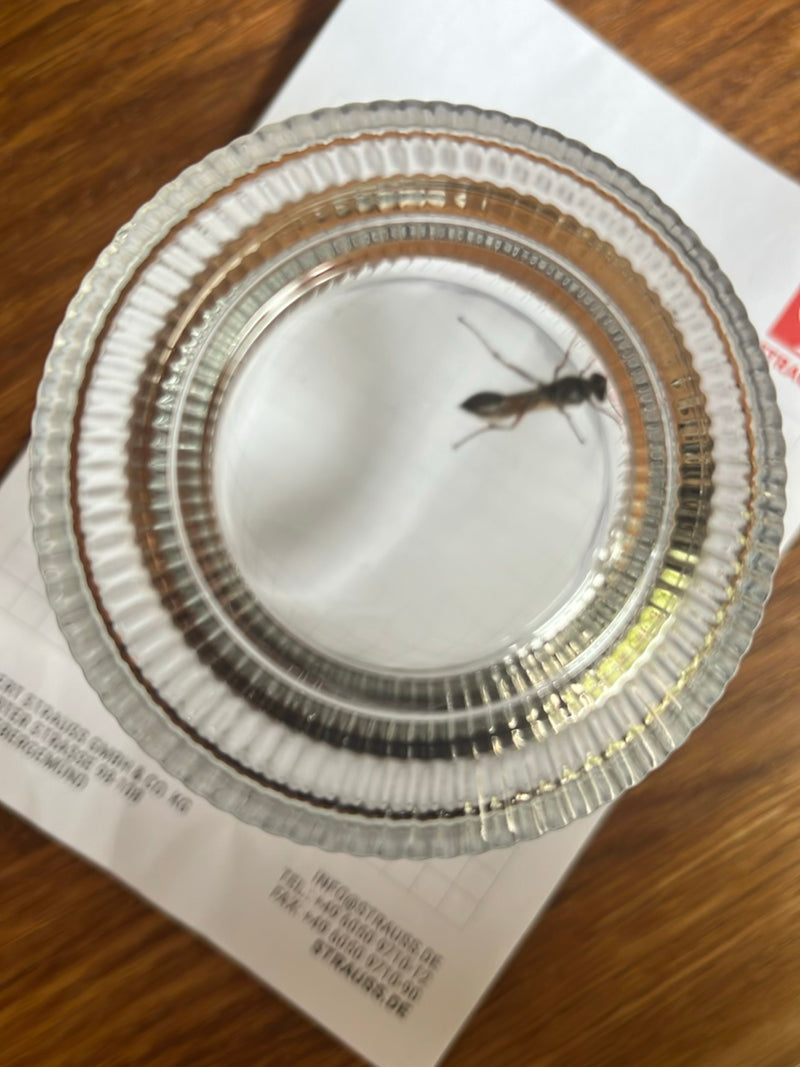Eine schlanke Mauerwespe (Sceliphron) sitzt unter einem umgedrehten Glas auf Papier. Die charakteristische Körperform mit dem langen Stielhinterleib ist gut ...