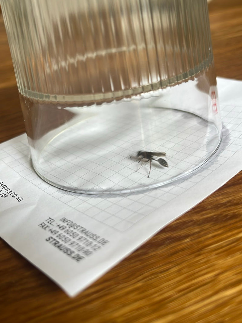 Eine Mauerwespe sitzt unter einem umgedrehten Trinkglas auf einem Blatt Papier. Die schlanke Wespe ist gut zu erkennen.