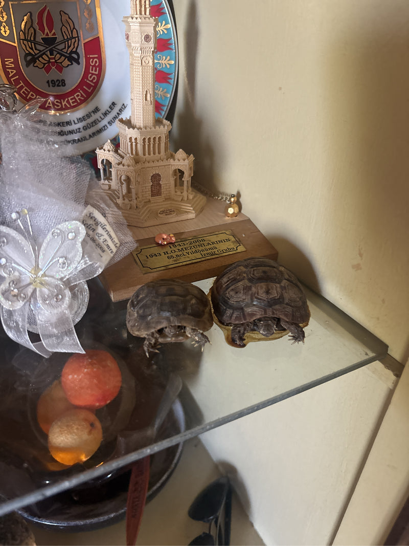 Maurische Landschildkröte — Bild 2 von 2