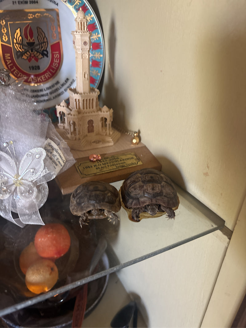 Maurische Landschildkröte — Bild 1 von 2