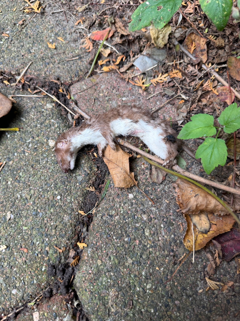 Ein verendetes Mauswiesel liegt rücklings auf einem steinigen Pflasterweg zwischen herabgefallenen Blättern.