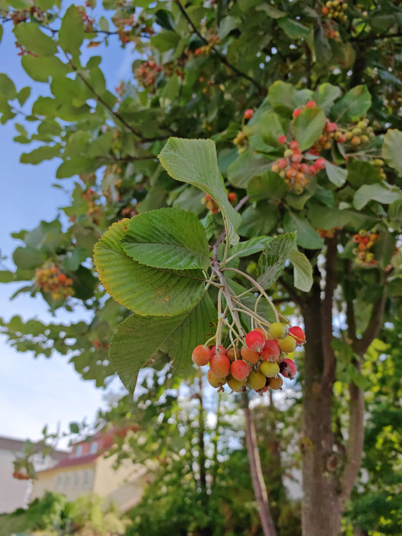 Mehlbeere — Bild 3 von 12