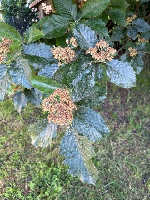 Mehlbeere — Bild 1 von 12