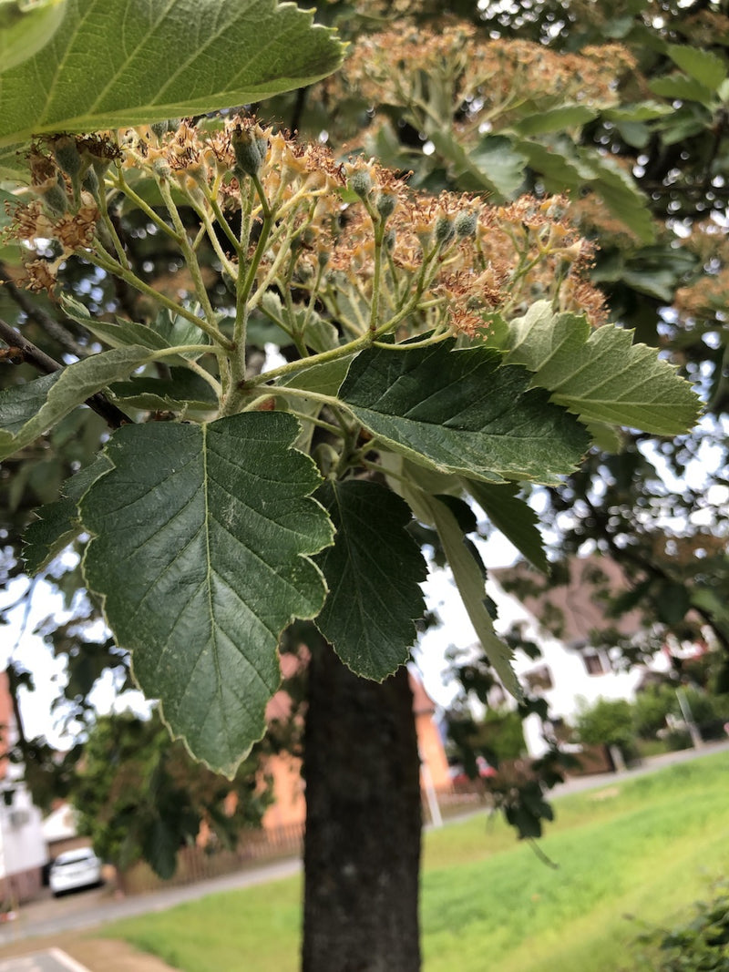 Die Mehlbeere ist ein sommergrüner Baum aus der Familie der Rosengewächse. Sie ist bekannt für ihre weißfilzigen Blattunterseiten und ihre roten, mehligen Fr...