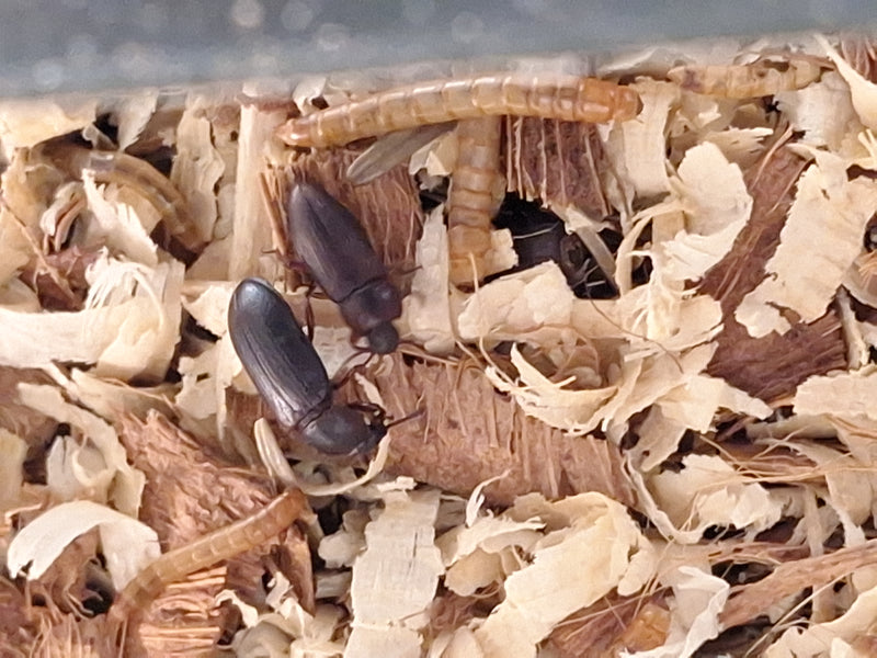 Mehlkäfer — Bild 2