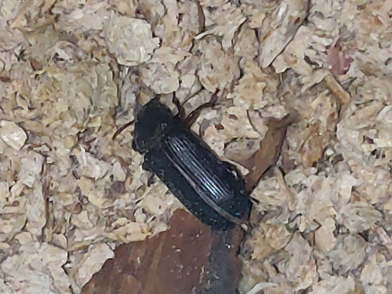 Mehlkäfer — Bild 4