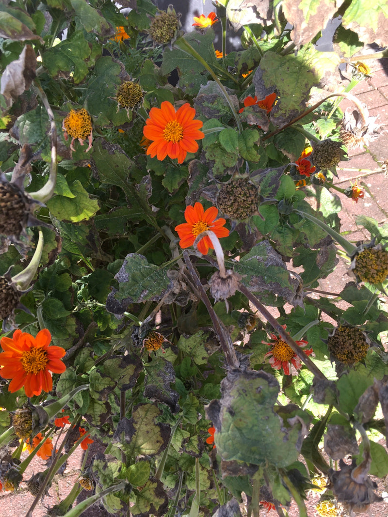 Eine Mexikanische Sonnenblume mit mehreren leuchtend orangefarbenen Blüten und teils verblühten Köpfen aus der Draufsicht.