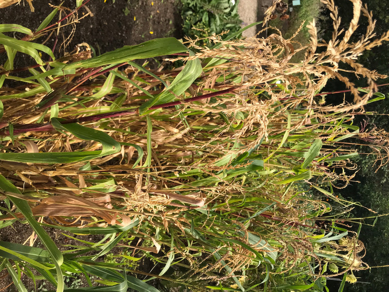 Mexikanischer Mais (Teosinte) — Bild 1 von 3