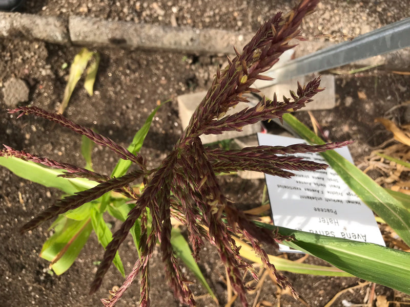 Mexikanischer Mais (Teosinte) — Bild 3 von 3